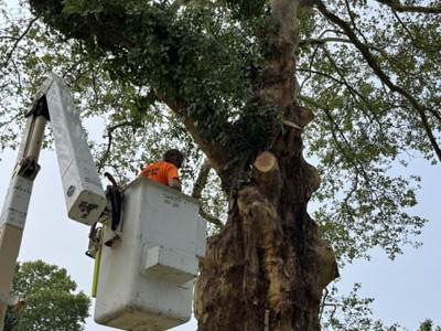 Tree Services, Concord, OH