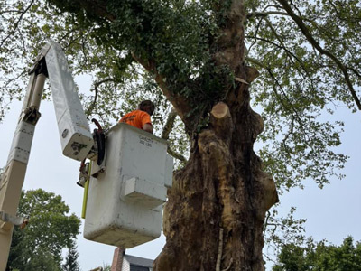 Tree Removal Services, Painesville Township, OH