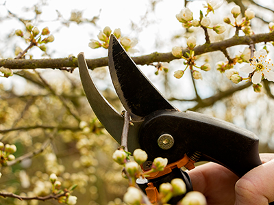 Pruning Services, Mentor, OH